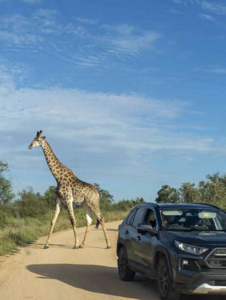 Giraffe op de weg met auto ervoor in Kruger
