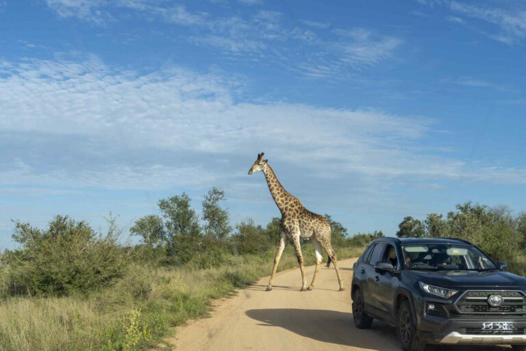 Giraffe op de weg met auto ervoor in Kruger