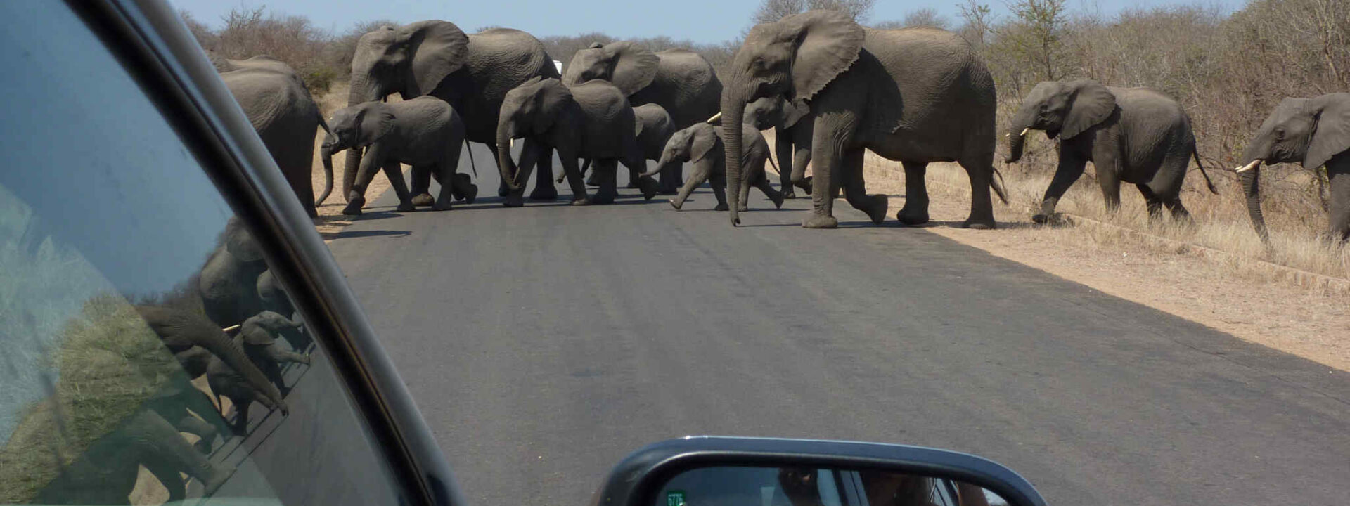 Olifanten steken over de weg in Kruger Nationaal Park