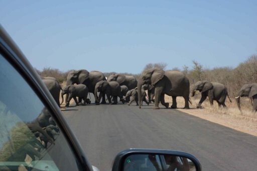 Olifanten steken over de weg in Kruger Nationaal Park