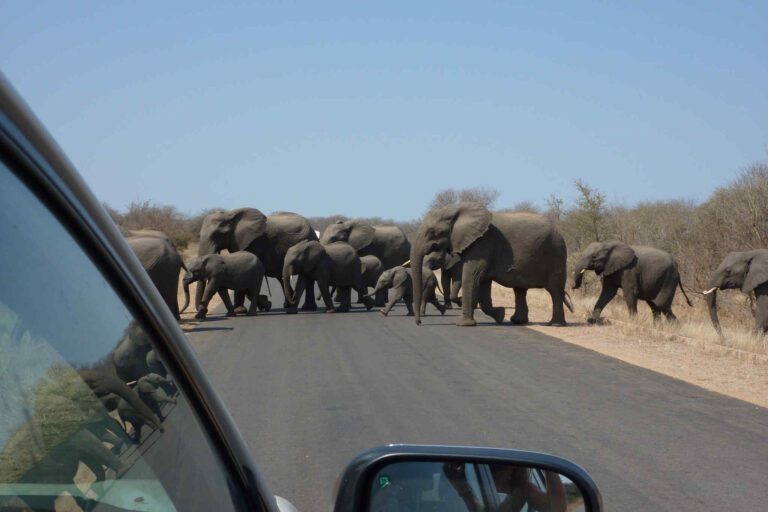 Olifanten steken over de weg in Kruger Nationaal Park
