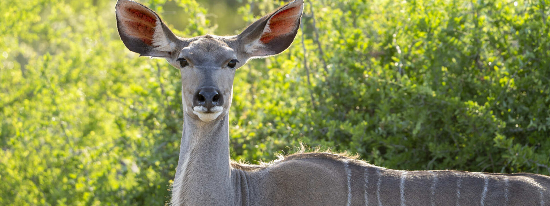 Kudu oren