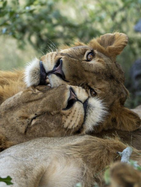 Leeuwen liggen op elkaar tijdens privé safari
