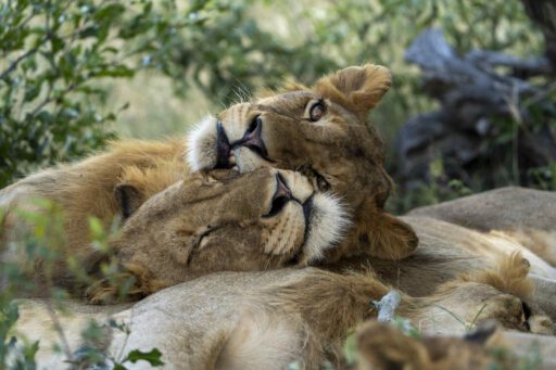 Leeuwen liggen op elkaar tijdens privé safari