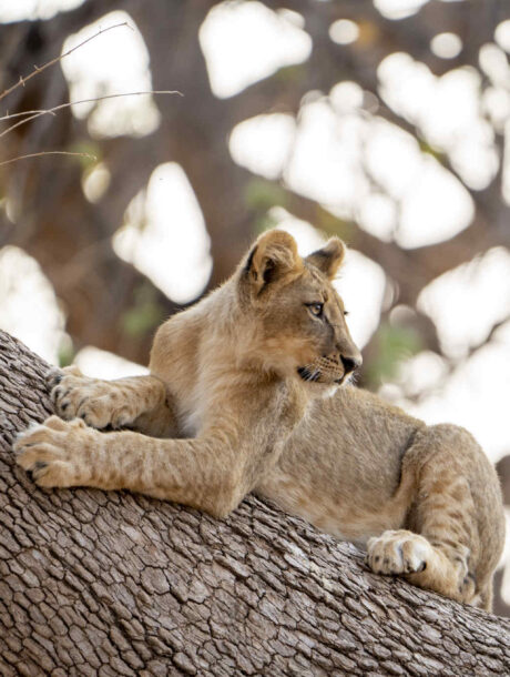 Leeuwen welp op boomstam in Tuli Block Botswana