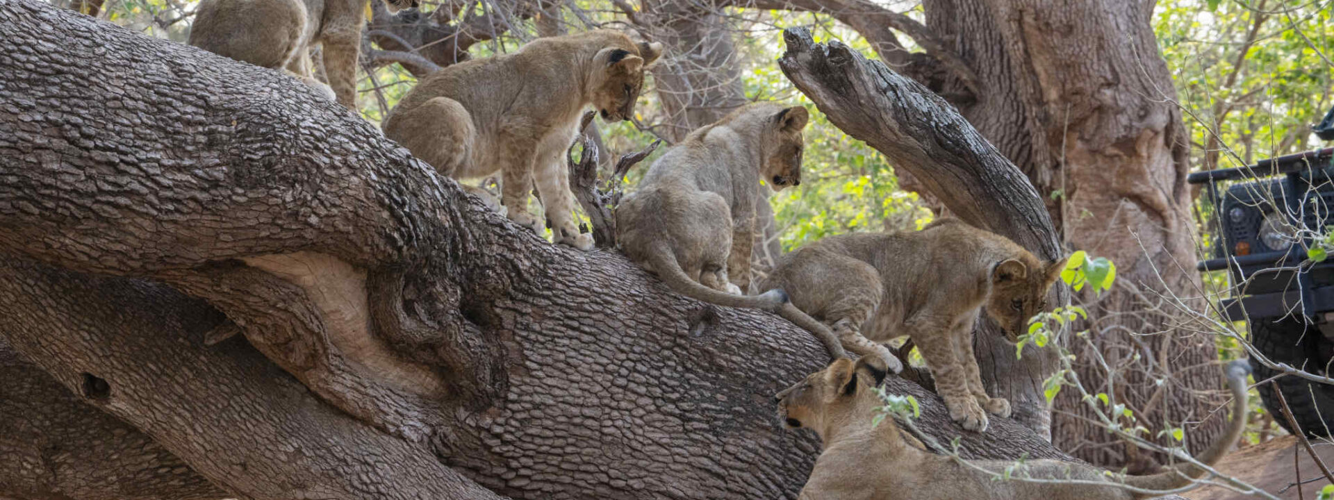 Leeuwen welpen op boomstam in Tuli Block Botswana