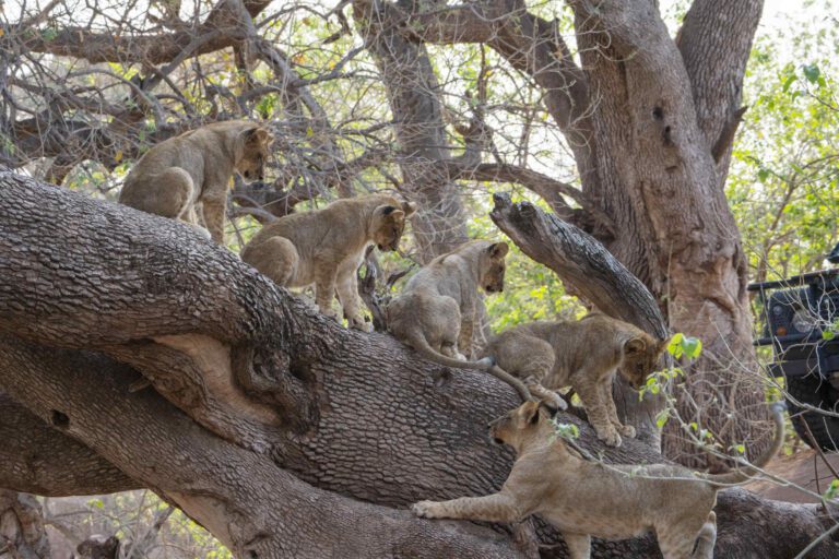 Leeuwen welpen op boomstam in Tuli Block Botswana