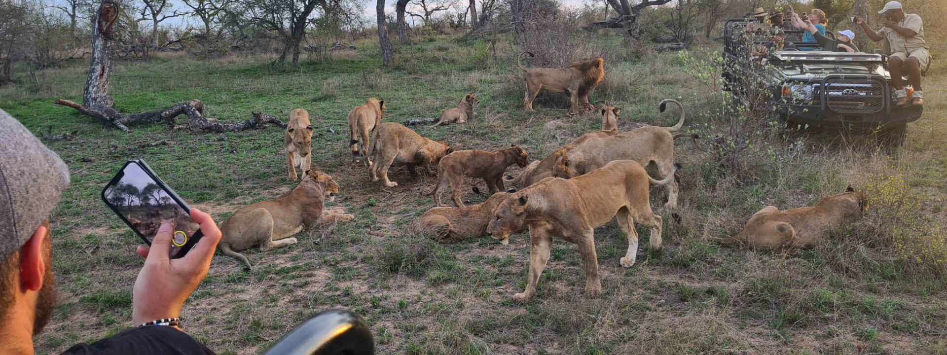 Een troep leeuwen tijdens een privé safari