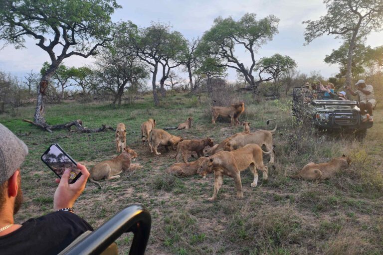 Een troep leeuwen tijdens een privé safari