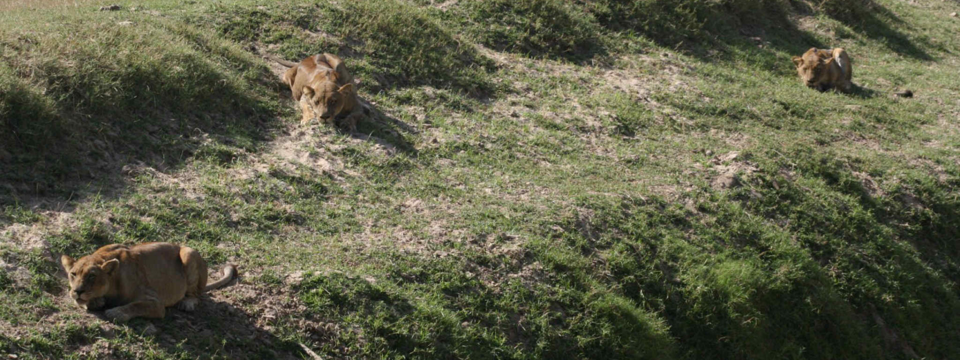 Leeuwinnen jagen in South Luangwa