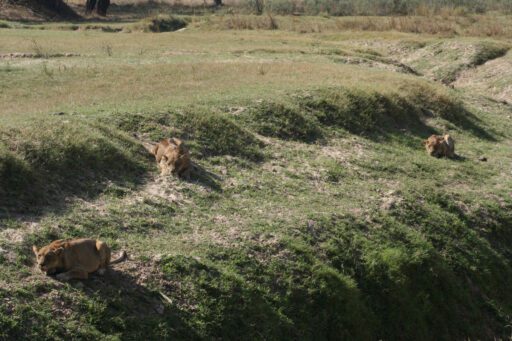Leeuwinnen jagen in South Luangwa