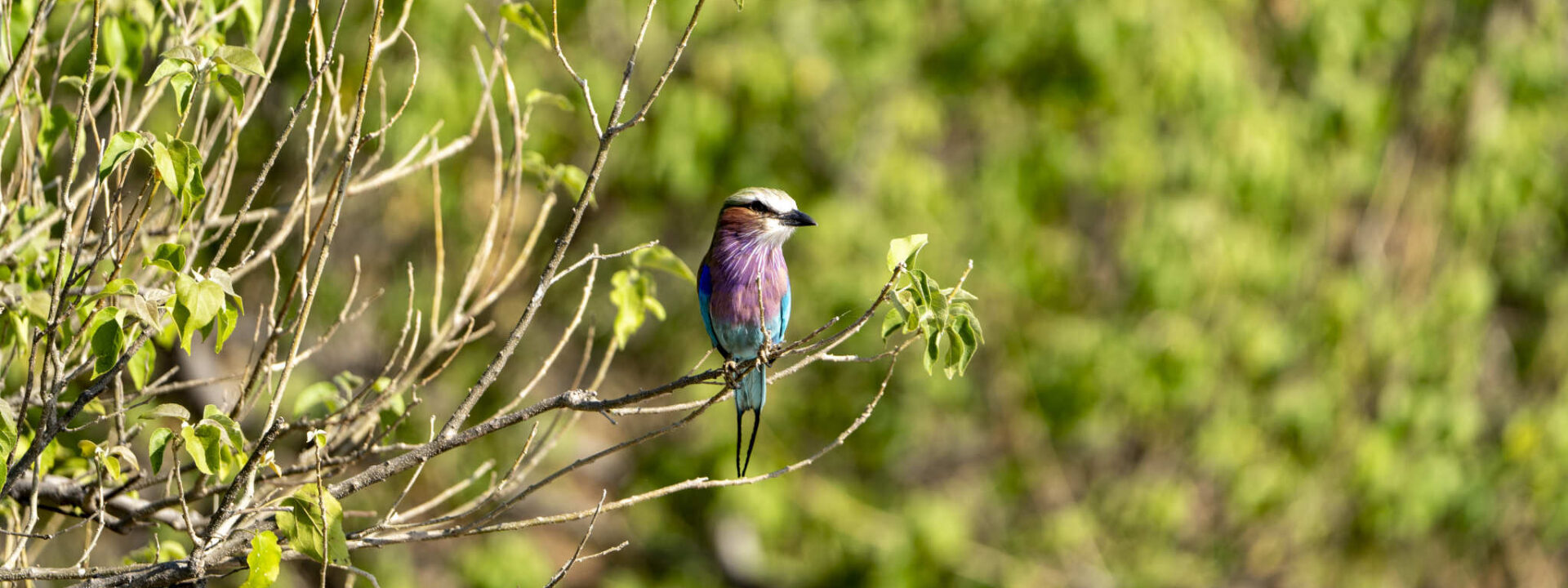 Lilac breasted roller