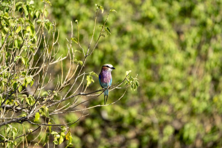 Lilac breasted roller