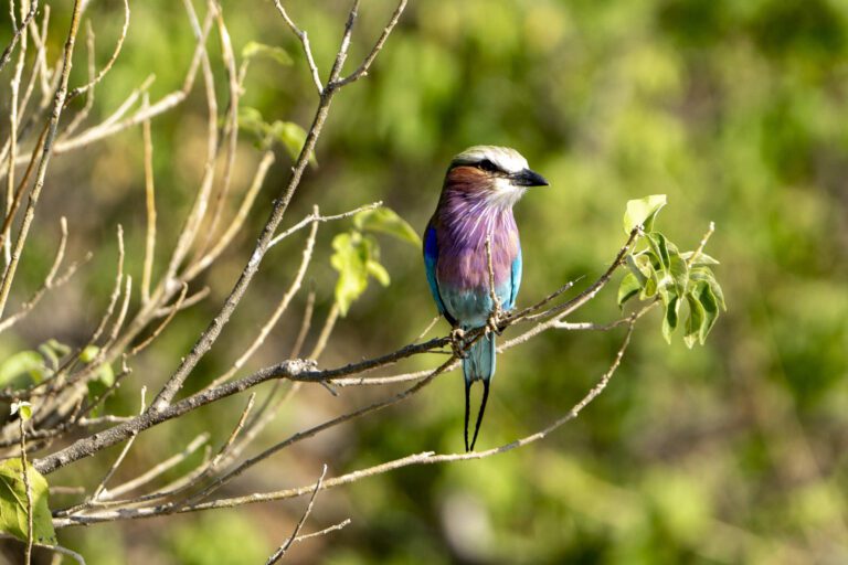 Lilac breasted roller op een tak