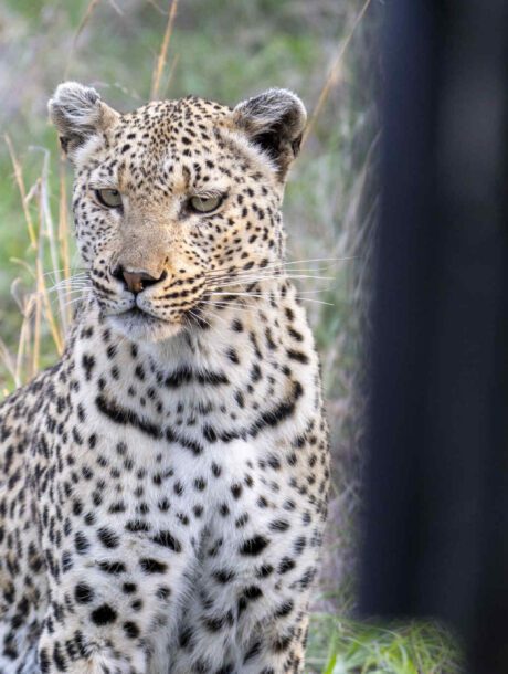 Luipaard dictbij het voertuig tijdens een privé safari