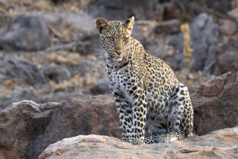 Luipaard welp op rotsen in Botswana