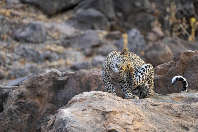 Luipaard welp op rotsen in Tuli Block Botswana