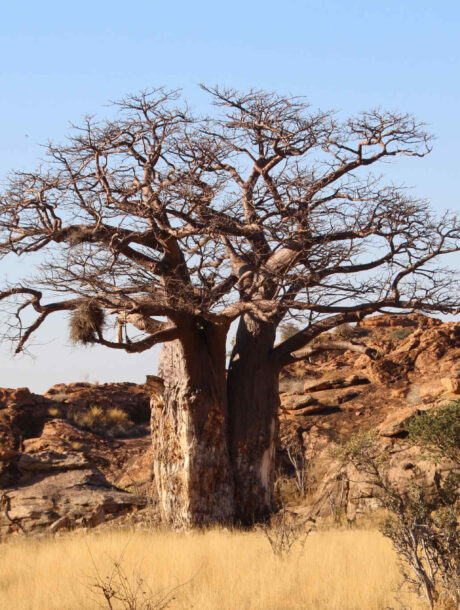 Baobab boom tussen de rotsen in Mapungubwe NP