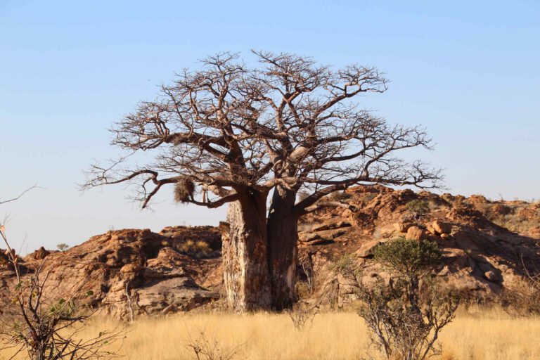 Baobab boom tussen de rotsen in Mapungubwe NP