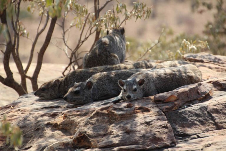 Dassies liggen op een rots in Mapungubwe NP