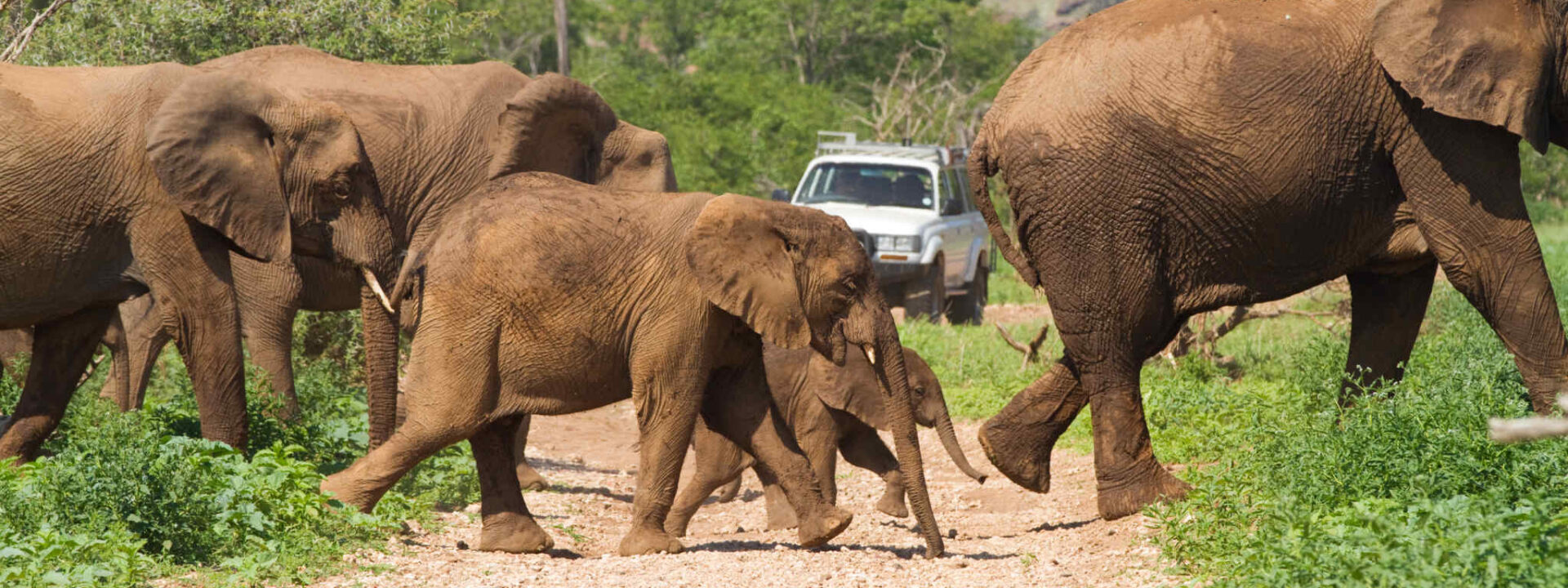Olifanten steken de weg over in Mapungubwe
