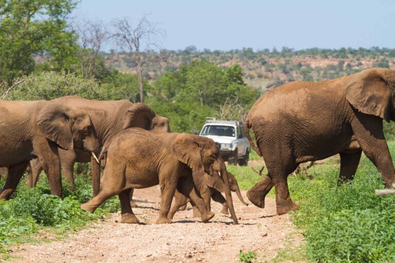 Olifanten steken de weg over in Mapungubwe