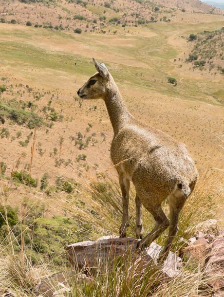 Klipspringer in Marakele Nationaal Park