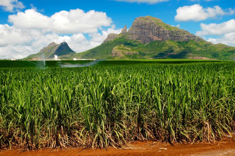 Suikerrietveld op Mauritius
