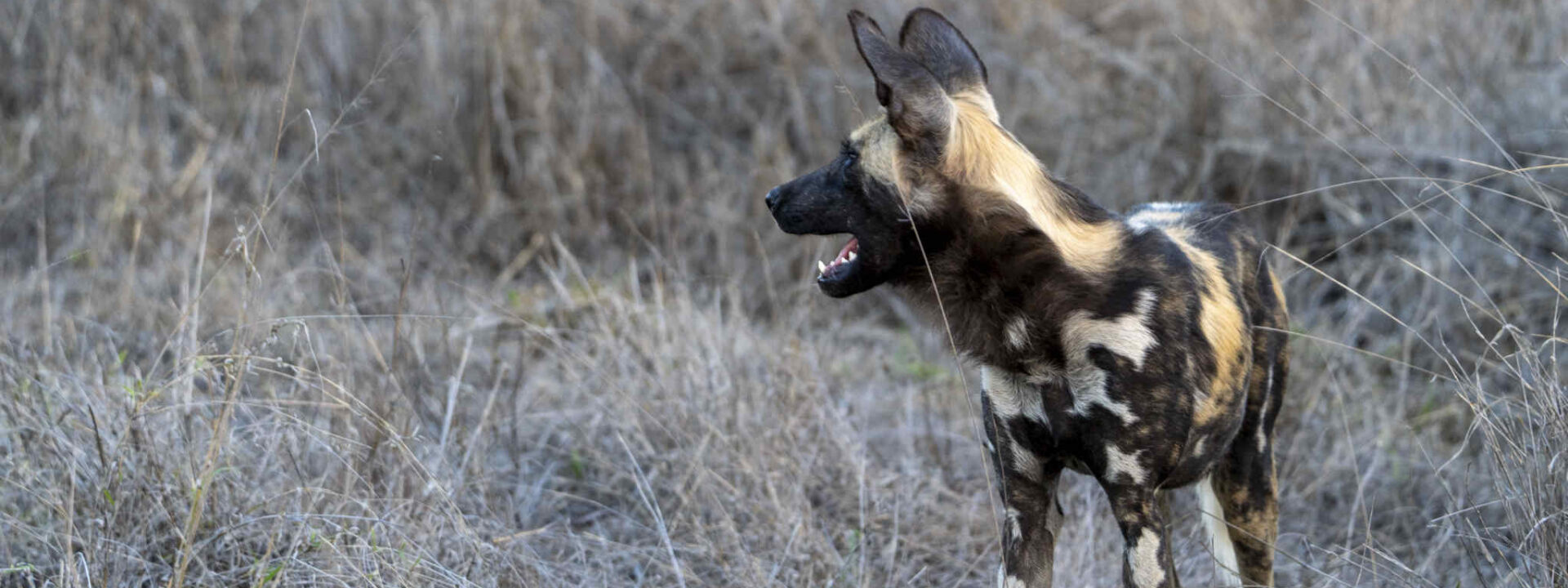 African Wild Dog in Moremi