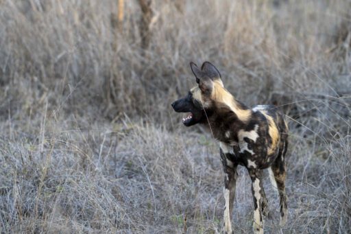 African Wild Dog in Moremi