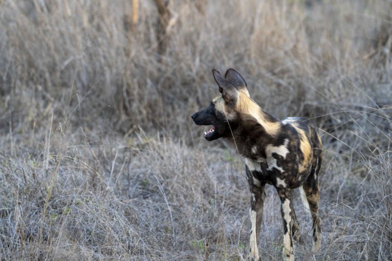 African Wild Dog in Moremi