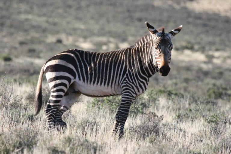 Bergzebra in Mountain Zebra Nationaal Park