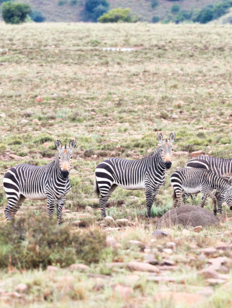 Bergzebra's in Mountain Zebra NP