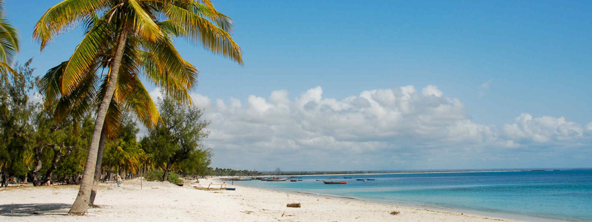 Tropisch strand met palmboom in Mozambique