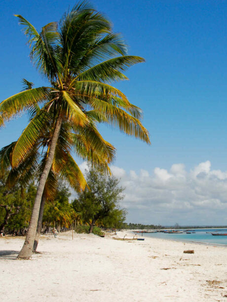 Tropisch strand met palmboom in Mozambique