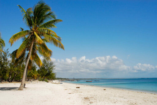 Tropisch strand met palmboom in Mozambique
