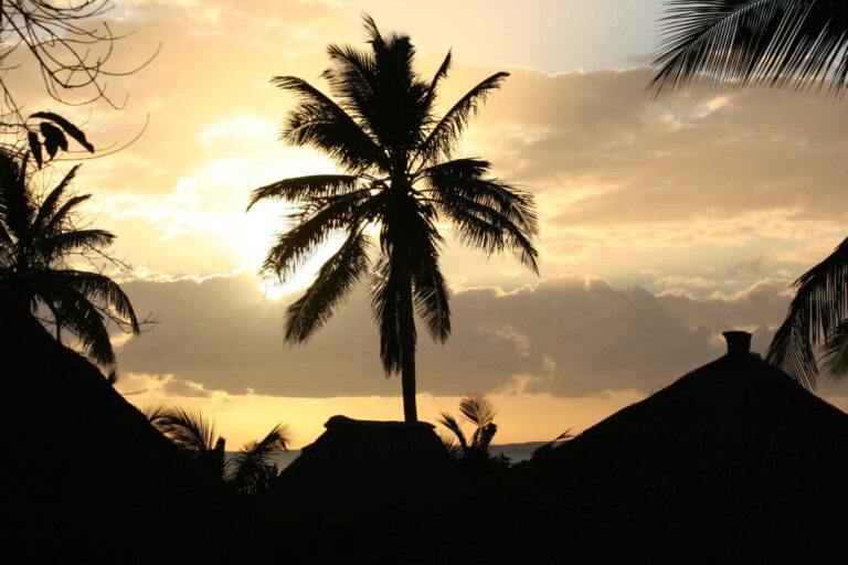 Zonsondergang met palmboom in Mozambique