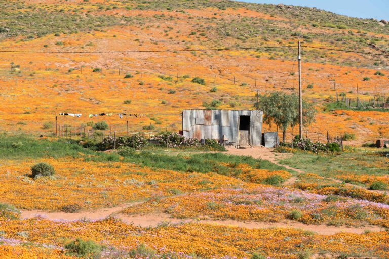 Huisje omringd door bloemen in Namaqualand