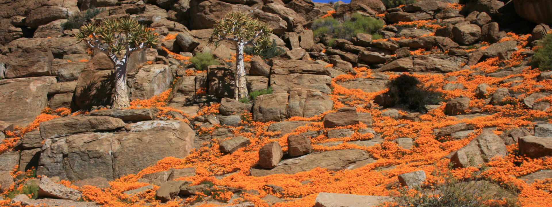 Oranje bloemen tussen de rotsen in Namaqualand
