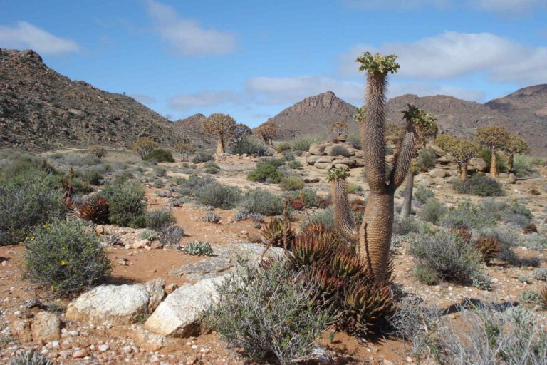 Landschap in Namaqualand