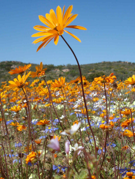 Oranje bloemen in Namaqualand