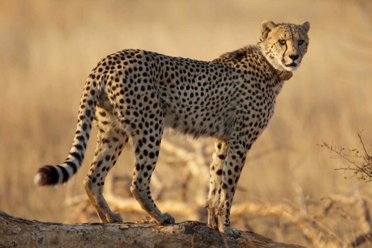 Jachtluipaard in Nambiti Game Reserve