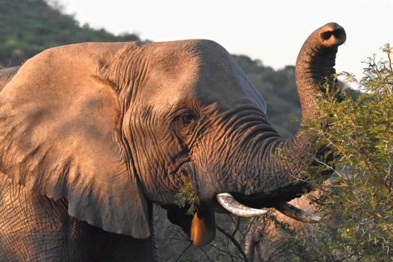 Olifant eet in Nambiti in Zuid-Afrika