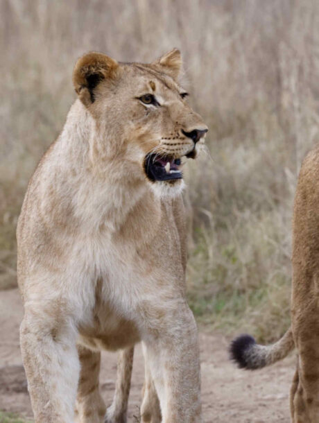 Leeuwinnen in Nambiti Game Reserve