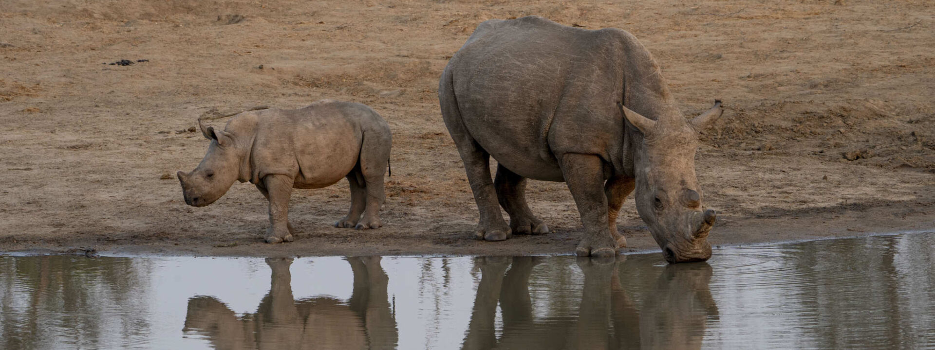 Neushoorn moeder en kalf