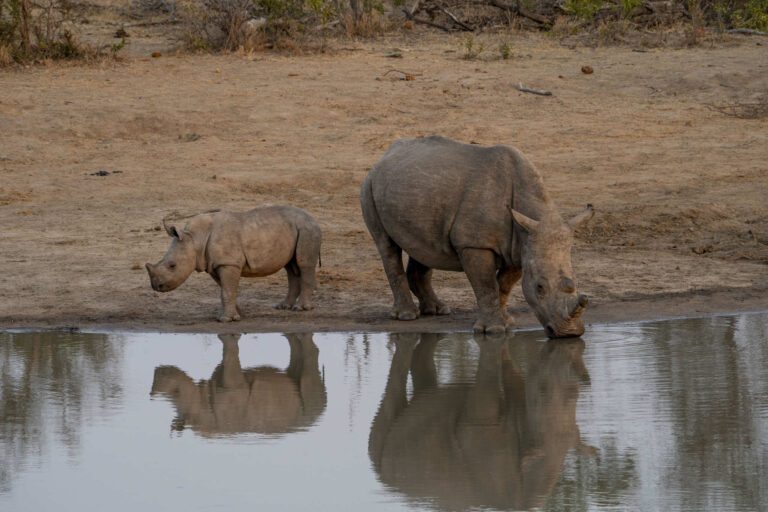 Neushoorn moeder en kalf