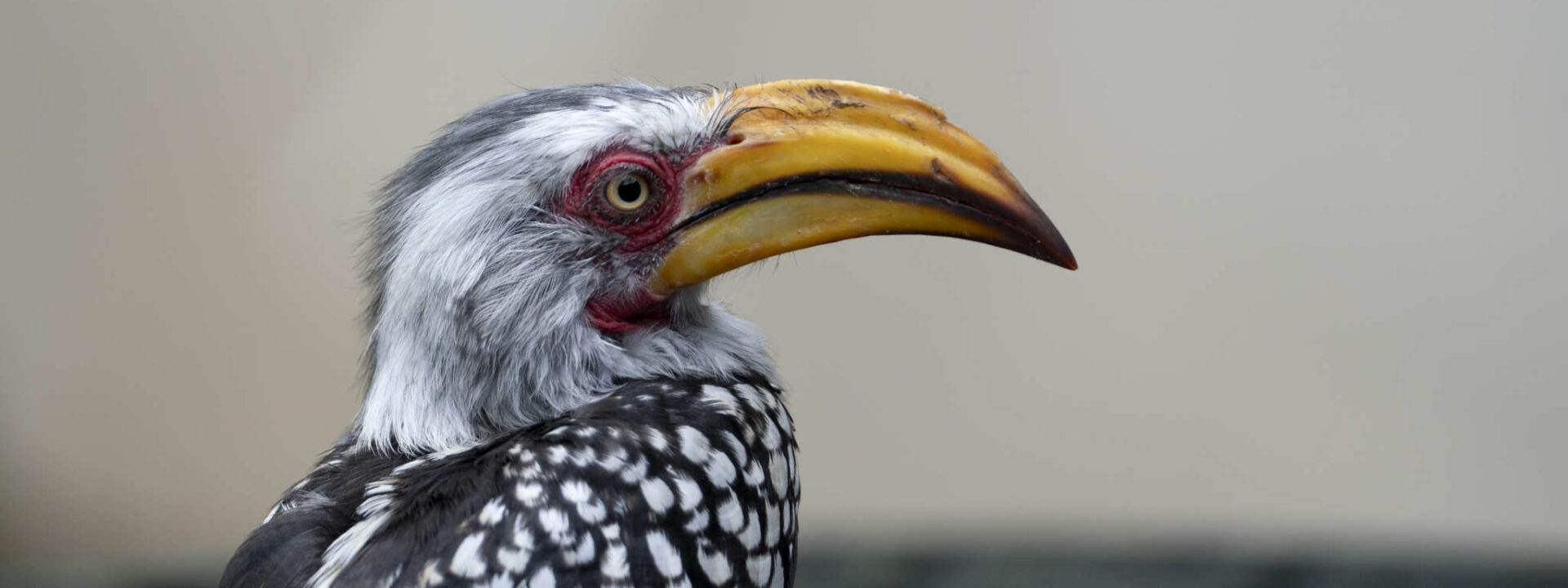 Neushoornvogel