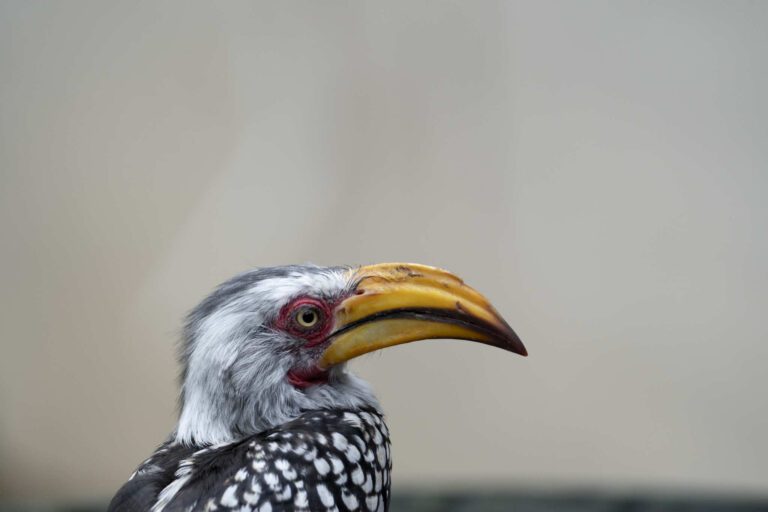 Neushoornvogel