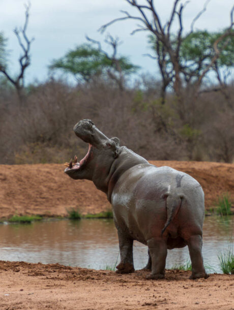 Nijlpaard in Swaziland