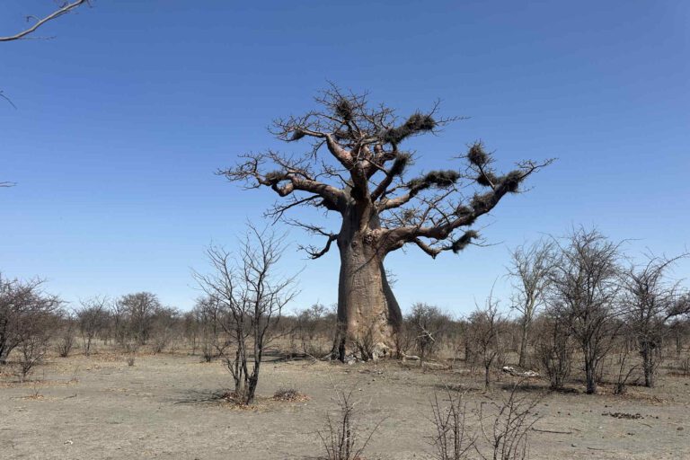 Baobab aan de rand van de Ntwetwe Pan in Botswana